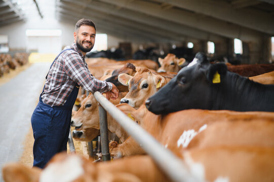 Farmer taking care of jersey cattle in dairy farm barn