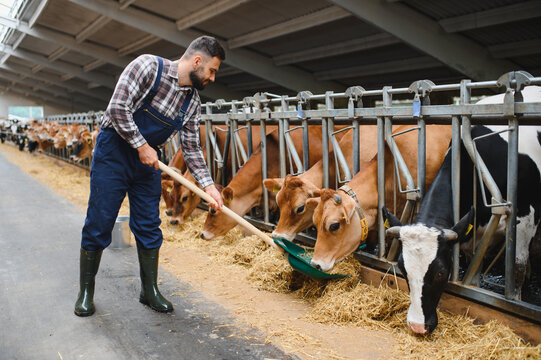 Farmer feeding cows in cowshed with shovel and hay