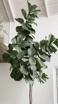 Fiddle leaf fig houseplant in large ceramic pot, modern minimal interior