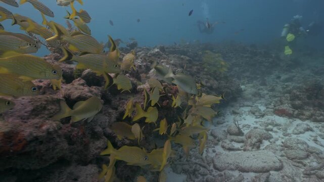 School of Yellow Haemulon Sciurus and Aulostomus Chinensis fish swimming over coral reef