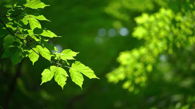 Close up of sunlit green leaves on a tree branch with a beautiful blurred bokeh background. Natural panoramic banner for spring or summer seasonal themes and environmental concepts