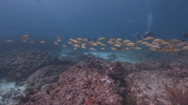 School of Bluestriped and Yellow grunt fish swimming over a coral reef