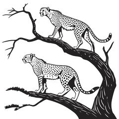 Black and white cheetahs on elevated tree branch animals © MST RAMIJA