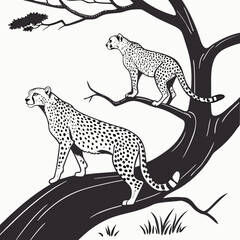 Black and white of two cheetahs on a tree branch wildlife spotted © MST RAMIJA