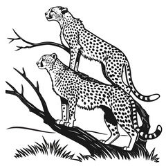 Fototapeta premium Black and white of two cheetahs standing on a tree branch
