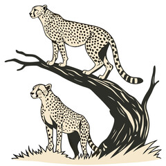 Two cheetahs standing on and beside tree branch spotted © MST RAMIJA