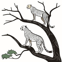 Two cheetahs standing on elevated tree branch wildlife © MST RAMIJA