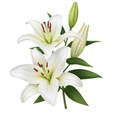 Fototapeta premium Beautiful white lilies with green leaves and buds on a white background.