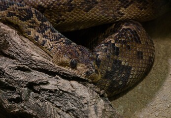 Obraz premium Cuban boa