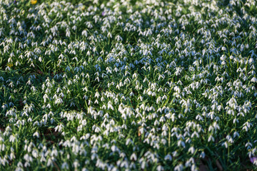 Field of blooming white snowdrops in spring sunlight