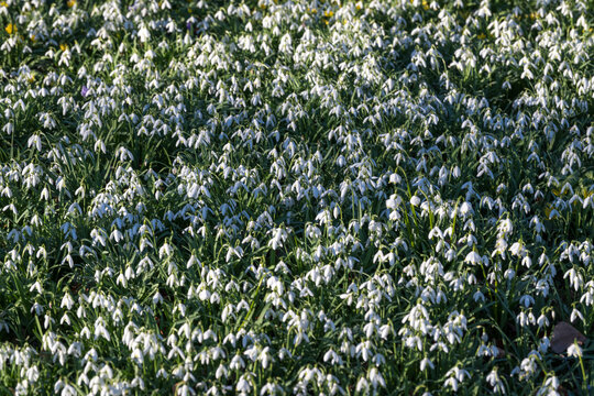Field of white snowdrop flowers blooming in early spring