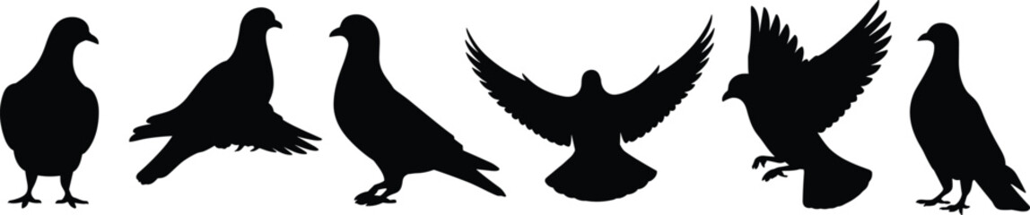 Obraz premium Collection of pigeon silhouettes in various poses isolated on white background, flying and standing bird vector illustration set