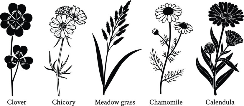 Botanical herb silhouettes set with clover, chicory, meadow grass, chamomile and calendula isolated on white background, detailed black floral vector collection for educational design