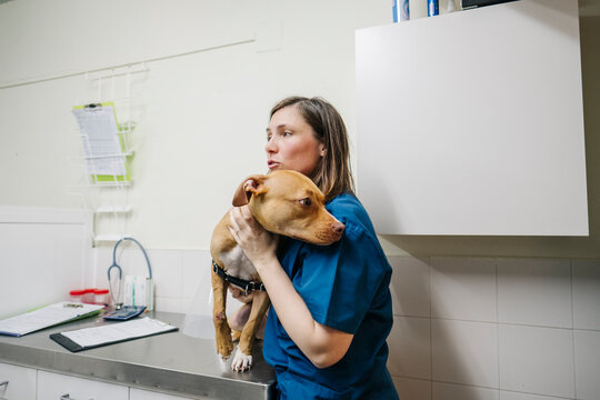 Veterinary professional holding dog during examination in clinic