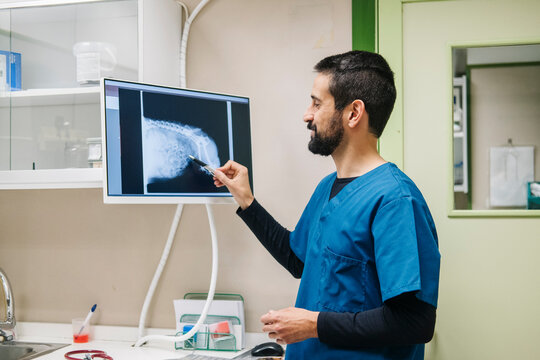 Veterinarian analyzing patient X-ray in clinic