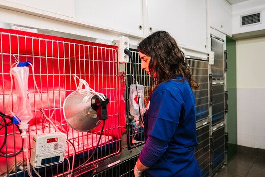 Veterinary staff monitoring animal recovering in incubator cage