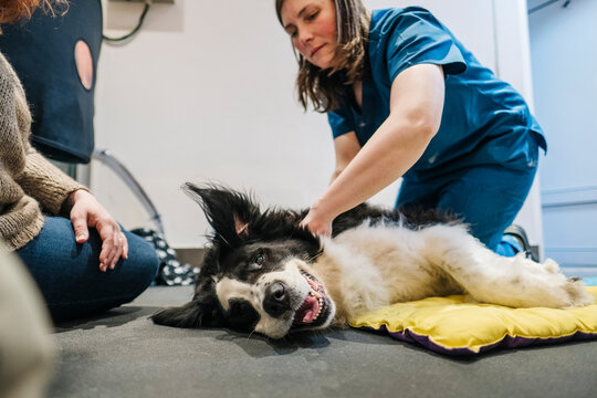 Veterinarian examining happy border collie on floor at clinic
