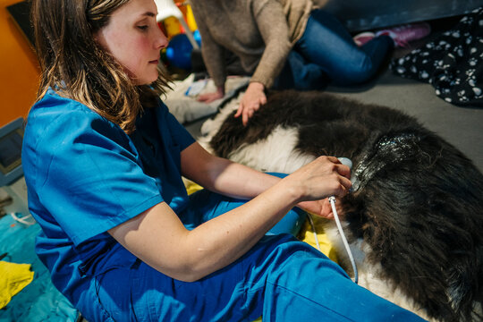 Veterinary professional performing ultrasound on a dog