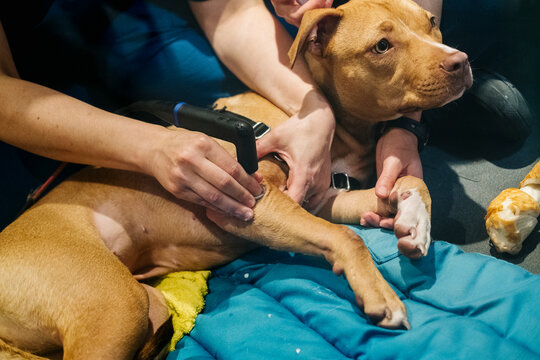 Veterinary staff performing laser therapy on a pitbull dog