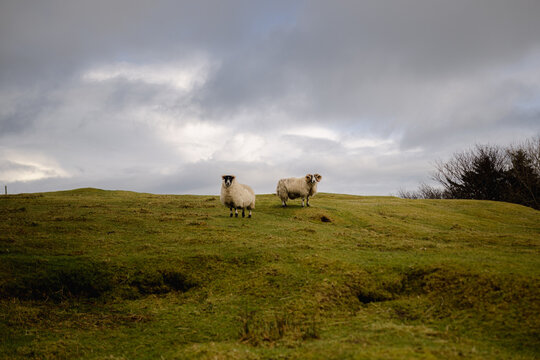 Sheep standing on green pasture in countryside