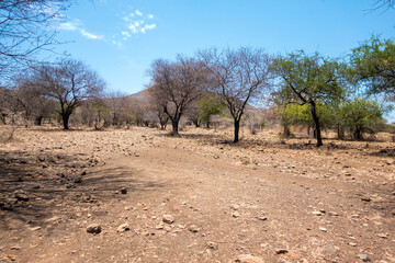 Fototapeta premium African bush background
