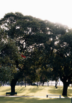 Large trees casting shade in urban park