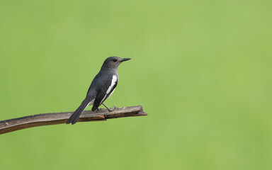 Obraz premium A Oriental magpie-robin (Copsychus saularis).