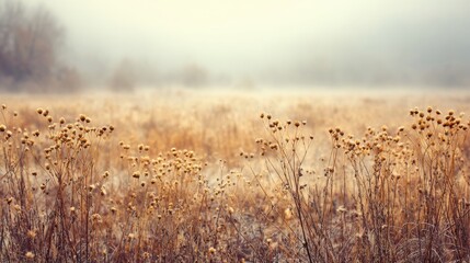 Naklejka premium Empty Meadow in Fog During Morning Hours With Muted Colors and Gradient Background Offering Foreground Space for Text and Imagery