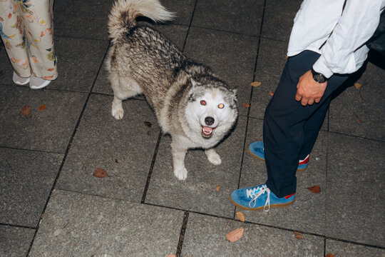 Family vacation with dog in a city square during the evening