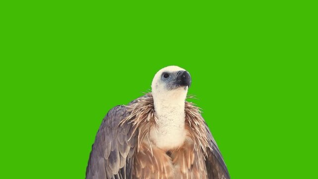 griffon vulture on a green screen