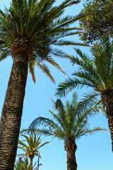 Looking up through palms, blue sky's and swaying date palms, a tropical paradise setting.