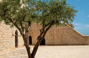 Courtyard View of lone olive tree in the hot sunshine. At Peniscola city castle or Castillo del Papa Luna. Costa del Azahar, province of Castellon, Valencian Community