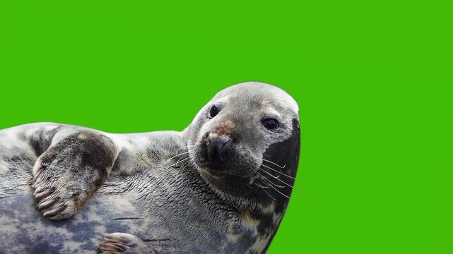 resting seal slow motion on a green screen