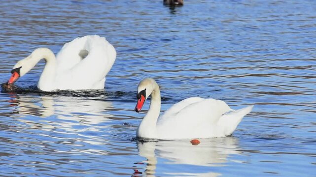 White graceful swans eat bread in the city pond. Birds in the city.
