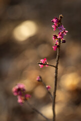  Kwitnący wawrzynek wilczełyko w ciepłym świetle zachodzącego słońca. © mycatherina