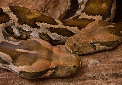 Indian python