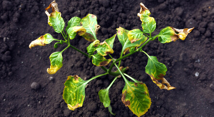 Young plant with yellowing leaves growing in dark soil