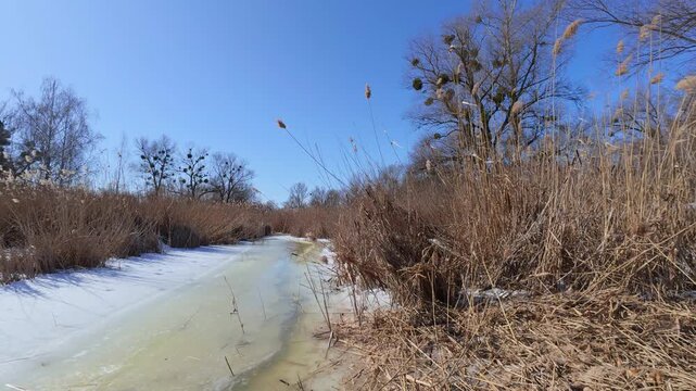 Frozen Canal Through Golden Reeds on a Bright Winter Day