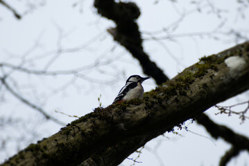 Great spotted woodpecker (Dendrocopos major) sitting in a tree in Zurich, Switzerland