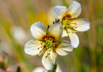 bee on flower