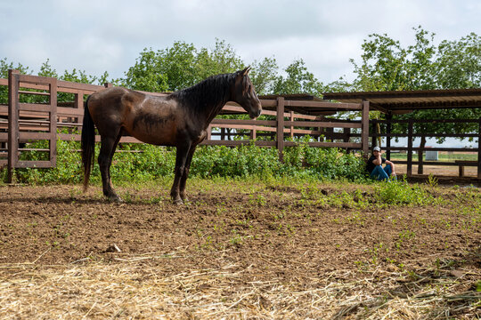 Horse Watching Resting Cowboy In Ranch Corral