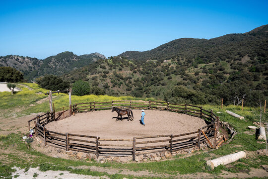 Cowboy Training Horse In Round Mountain Corral