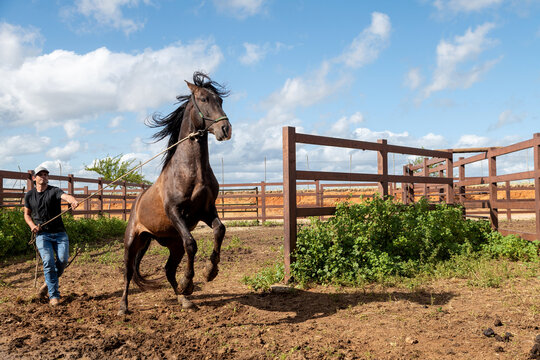 Cowboy Handling Horse In Motion During Training