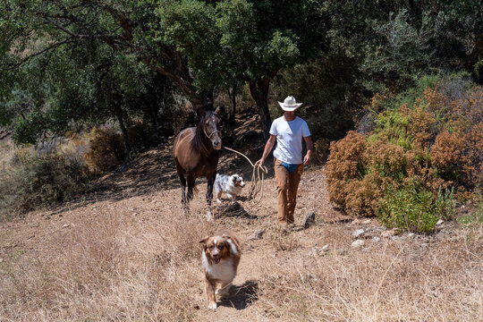 Cowboy Walking With Horse And Dogs In Countryside