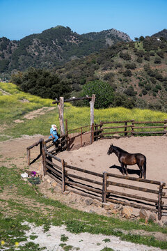 Cowboy Observing Wild Horse In Mountain Corral