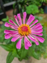 Obraz premium pink and white dahlia