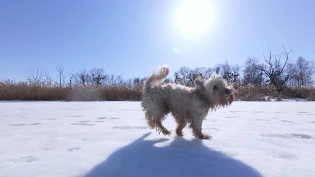 Joyful Dog Running on Sunny Winter Snow