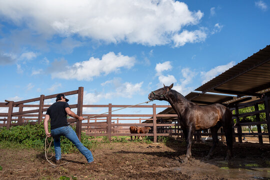 Cowboy Handling Horse In Motion During Training