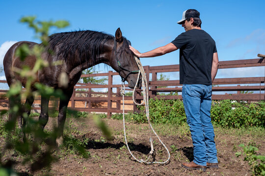 Cowboy Comforting Horse After Training In Corral