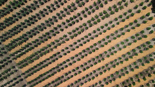 Aerial view of rows of young trees create a patterned landscape, their green foliage contrasting against the golden earth, Garberville, California, United States.